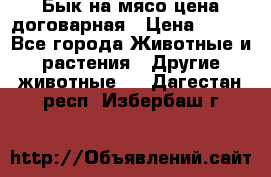 Бык на мясо цена договарная › Цена ­ 300 - Все города Животные и растения » Другие животные   . Дагестан респ.,Избербаш г.